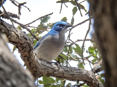 Aphelocoma wollweberi