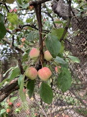 Malus