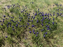 Muscari