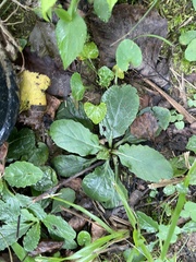 Ajuga reptans