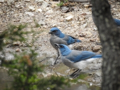 Aphelocoma wollweberi