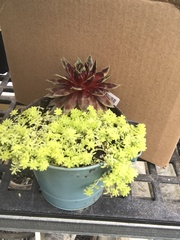 Sedum japonicum