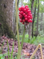 Arisaema triphyllum