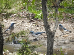 Aphelocoma wollweberi