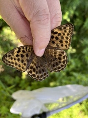 Argynnis