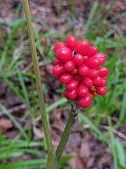 Arisaema triphyllum