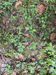 Ajuga reptans