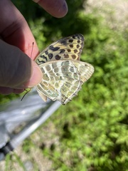 Argynnis