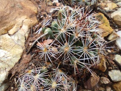 Escobaria vivipara arizonica