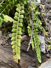 Asplenium viride