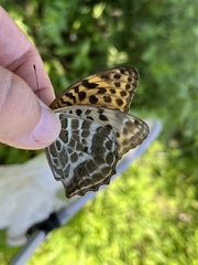 Argynnis