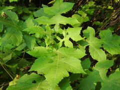 Polymnia canadensis
