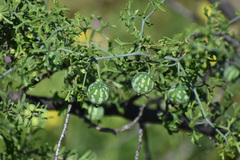 Ibervillea tenuisecta