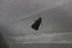 Acrobasis tricolorella