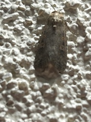 Spodoptera exigua
