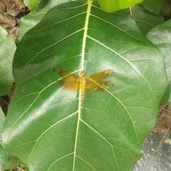 Neurothemis terminata