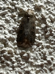 Spodoptera exigua