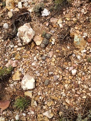 Escobaria vivipara arizonica