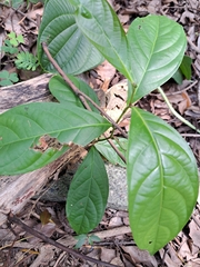 Glochidion rubrum