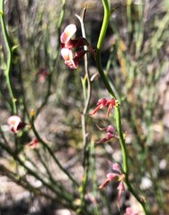 Daviesia brevifolia