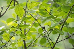 Alnus incana rugosa