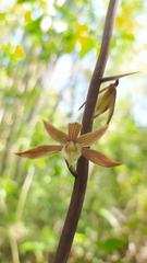 Tainia paucifolia