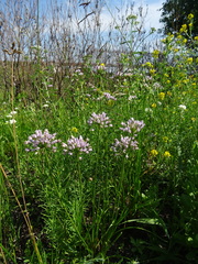 Allium angulosum