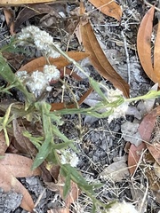 Pseudognaphalium californicum