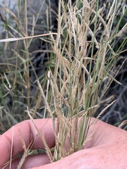 Bouteloua barbata rothrockii