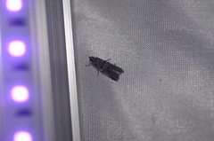 Acrobasis tricolorella