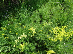 Galium × pomeranicum