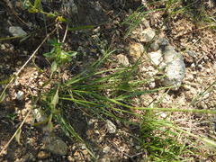 Thelesperma simplicifolium