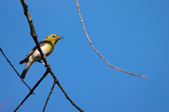 Vireo flavifrons