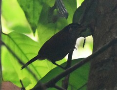 Cantorchilus nigricapillus