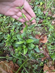 Symphyotrichum ontarionis