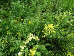 Galium × pomeranicum