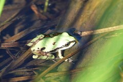 Hyla wrightorum