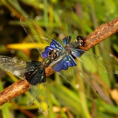 Rhyothemis triangularis