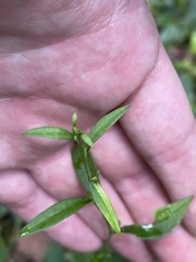 Symphyotrichum ontarionis