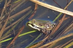 Hyla wrightorum