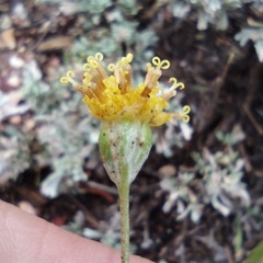 Hymenopappus filifolius lugens