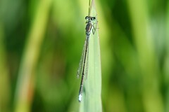 Ischnura denticollis