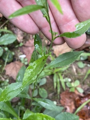 Symphyotrichum ontarionis