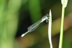 Ischnura denticollis