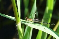 Ischnura damula