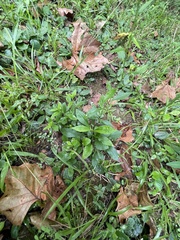 Symphyotrichum ontarionis