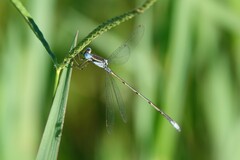 Lestes alacer