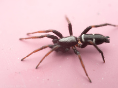 Sergiolus