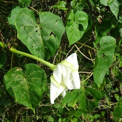 Ipomoea alba