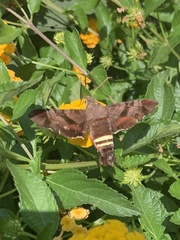 Amphion floridensis